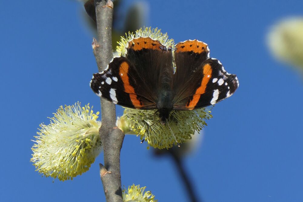 Vom 2. bis am 9. März war das Wetter in der Schweiz mit viel Sonne hochdruckbestimmt. Im Bild: Schmetterling auf Weidenkätzchen in Rorschach SG. (Foto: Andreas Walker)